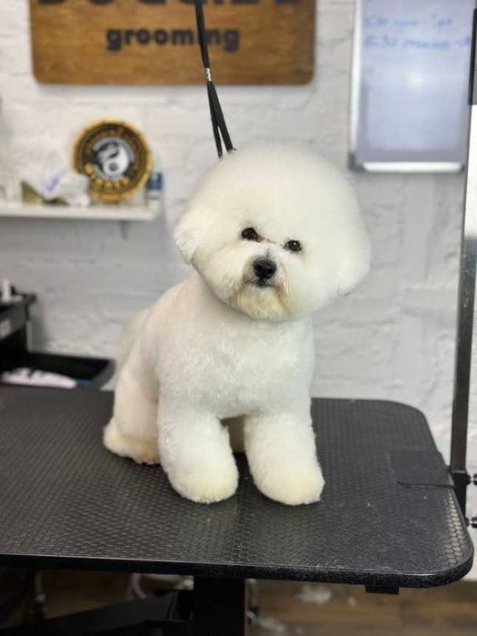 Хлопчик Бішон Фрізе,КСУ,12 місяців / Bichon Frize boy,UKU,12 months