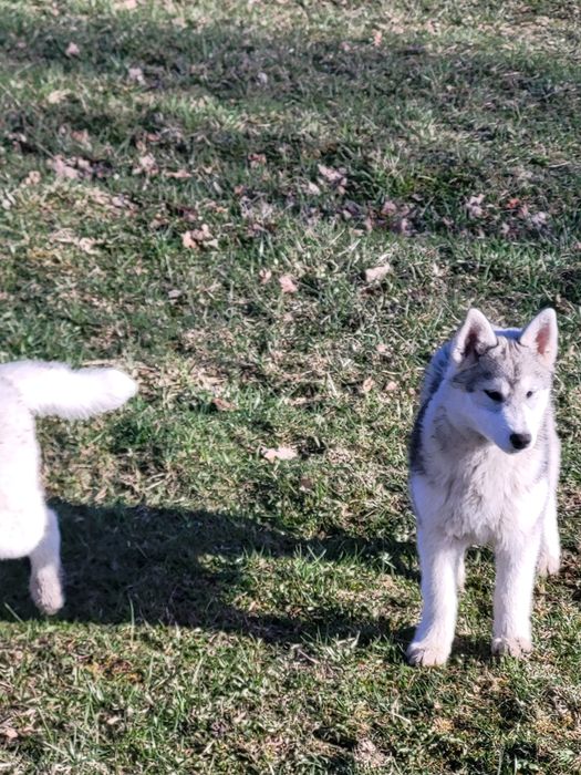 Szczeniak  suczka siberian husky zkwp