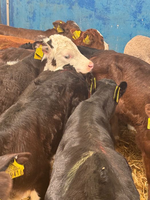 Sprzedam cielaki mięsne byczki jałówki Cała Polska Krasnystaw