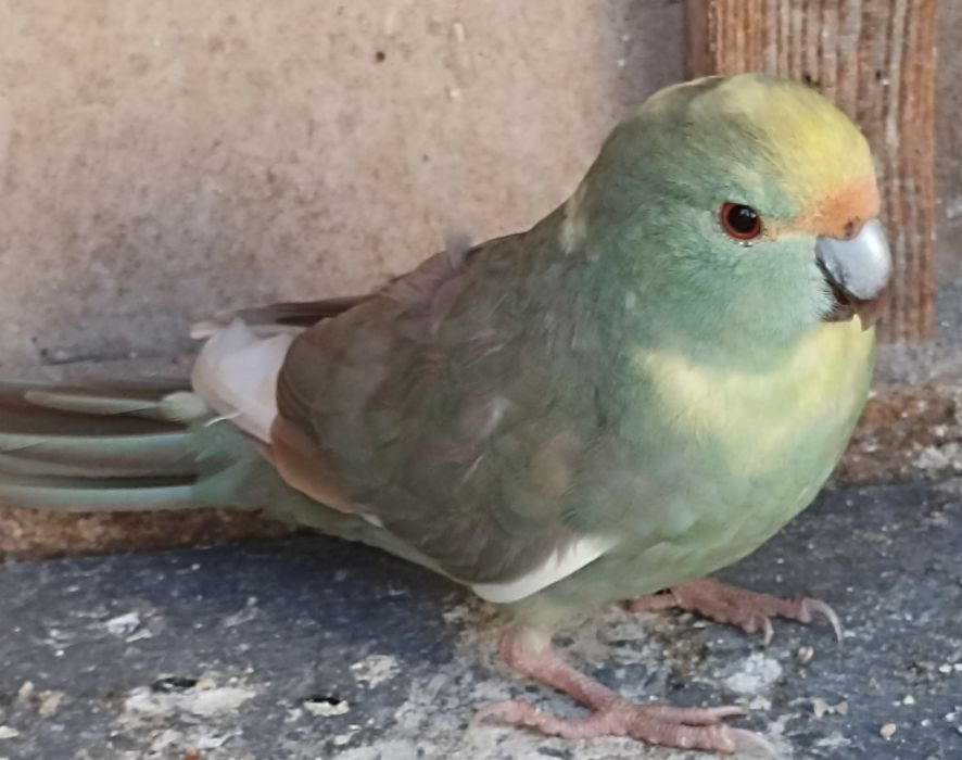 Kakariki passaro
