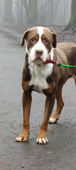 Dexter- daj dom, nim będzie za późno- PILNE