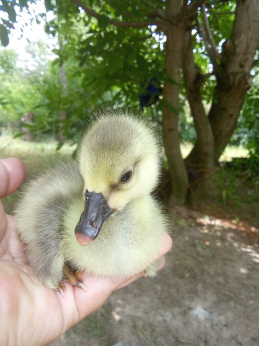 Продам гусенята Вінницька область