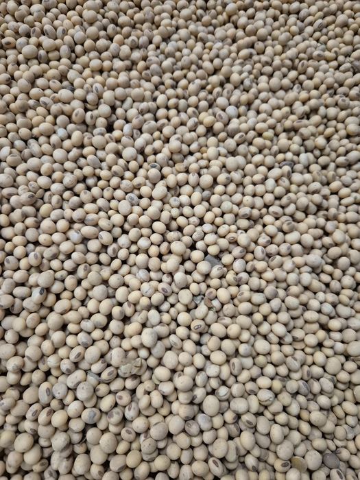 Soja Ambella bardzo wczesna