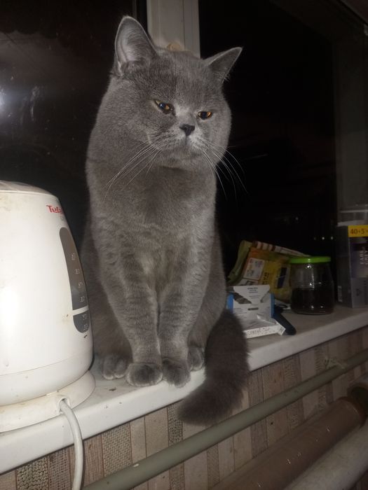 Вязка британский кот прямоухий