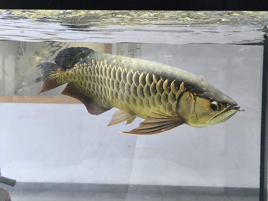Arowana Highback Golden F2