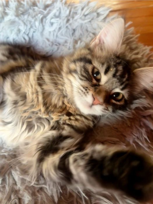 Mała KAPŁANKA piękna kotka maine coon SHK WCF