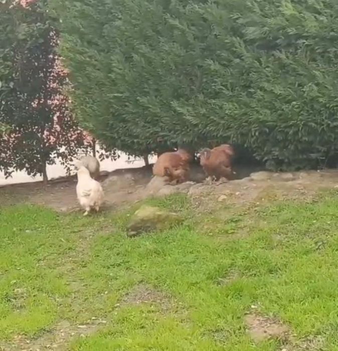 Vendo/Troco - Galo Sedosa do Japão