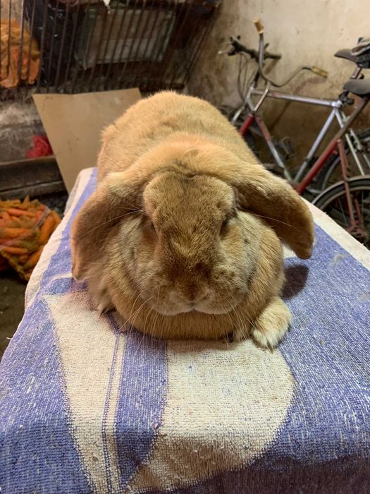 Królik Baran francuski niebieski BF