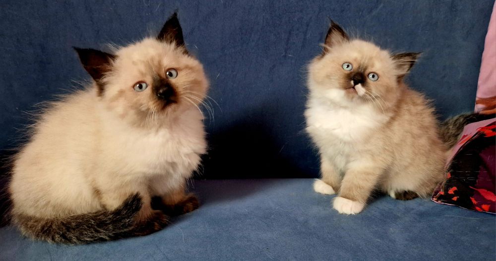 IZZY Koyka syberyjska Neva Masquerade