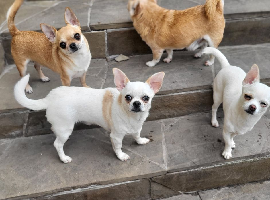 Благородный принц чихуахуа Руслан