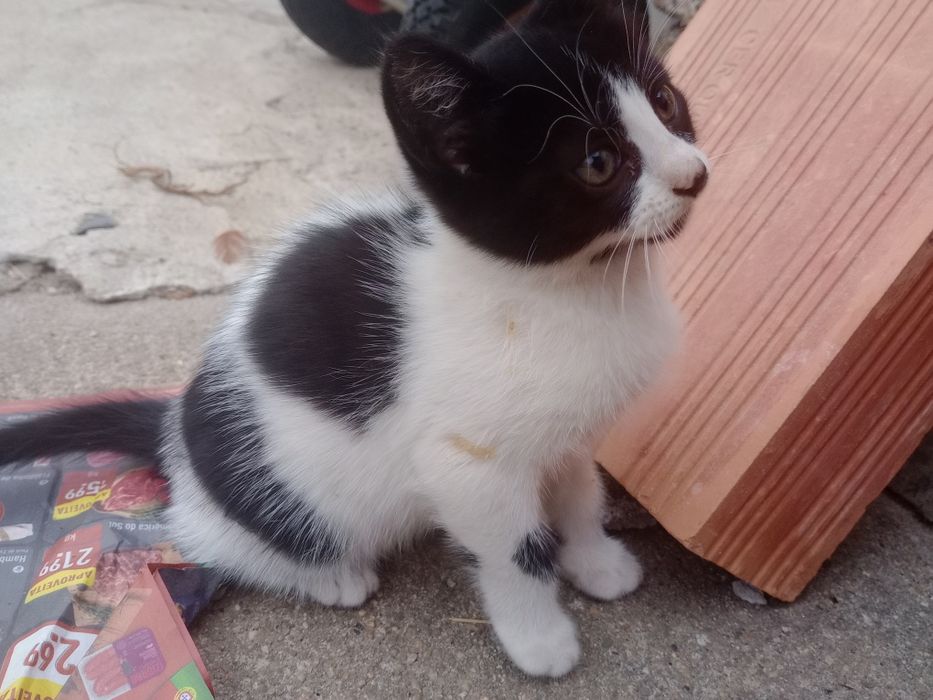 Dá-se gatinhos bebés