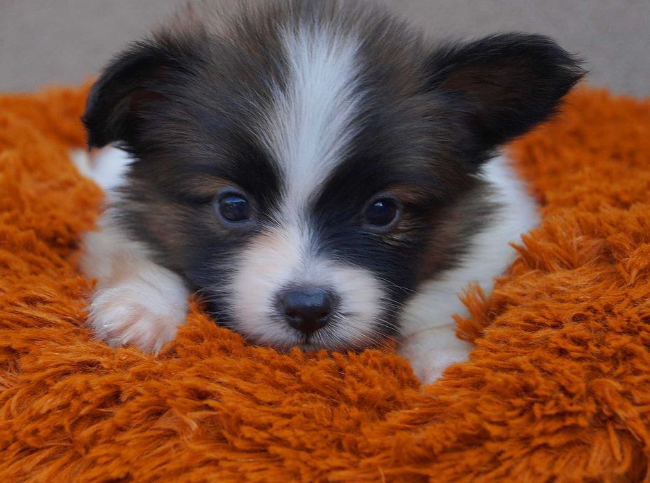 папильон малыш мальчик