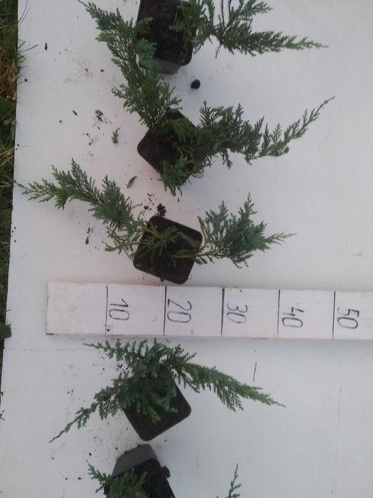 Jałowiec Wiltonii P9, dywanowy, na skarpy