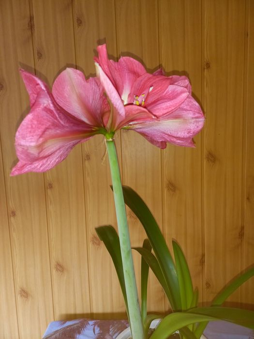 Гіпеаструм, амариллис Laggon