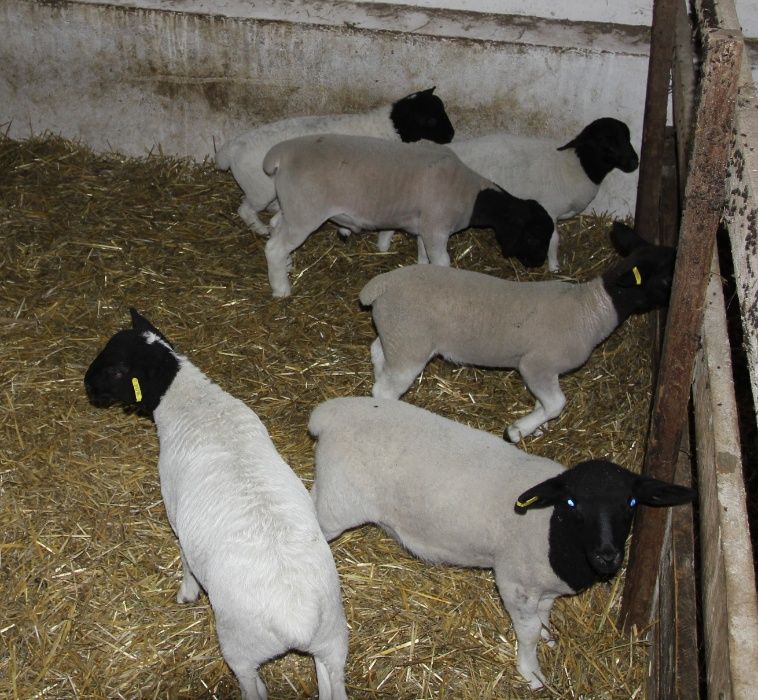 Племенные овцы породы Дорпер и Мериноландшаф