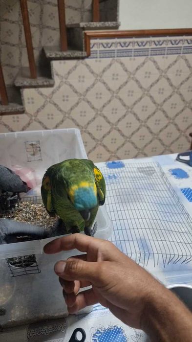 Papagaios cinzentos e aestiva criados a mao