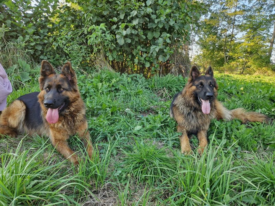 Owczarek niemiecki długowłosy