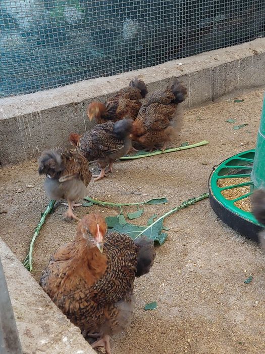 Pintos e Frangos Orpington Perdiz