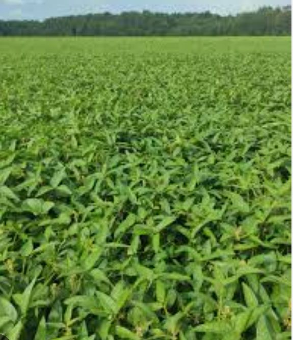 Продаю сою Аббі високо врожайна