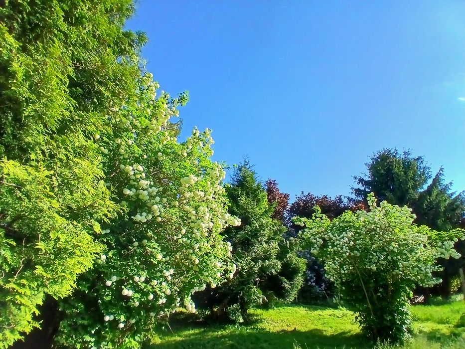 Ogródek działkowy