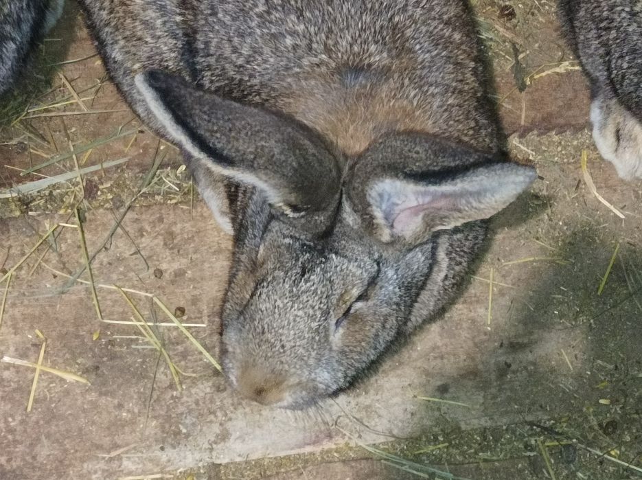 Кролі, самовивіз