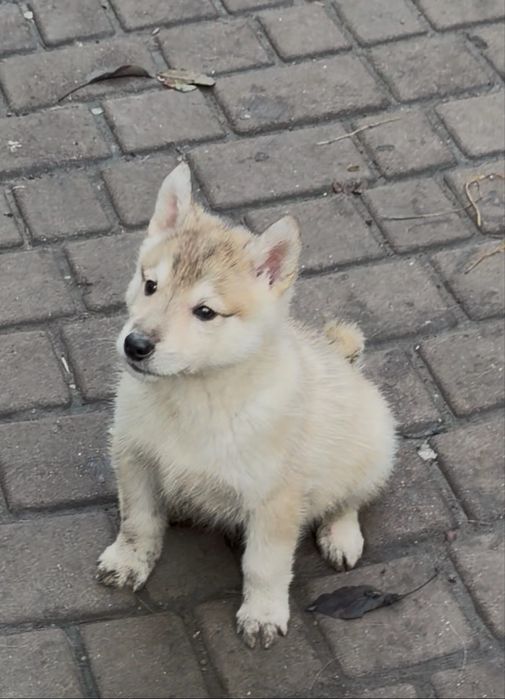 Продам цуциків   лайки