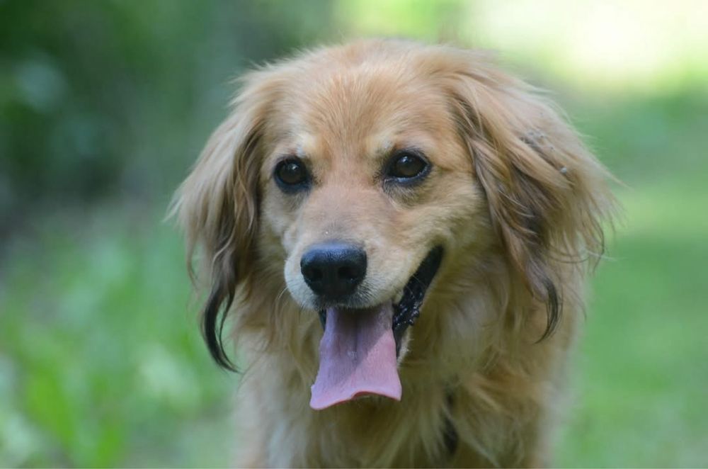 Kimchi-do adopcji
