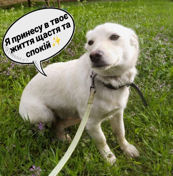 Я очень жду своих хозяев!
