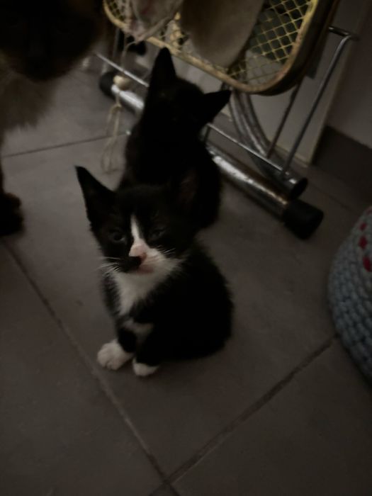 Gatinhos para dar