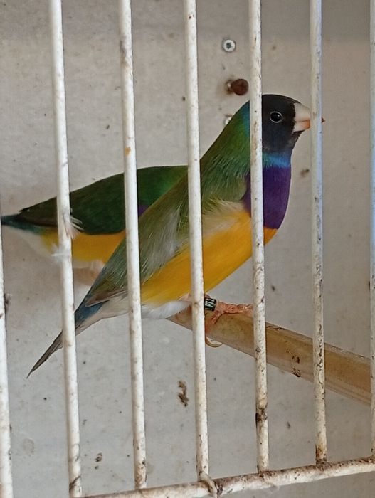 Diamantes de Gould 2026