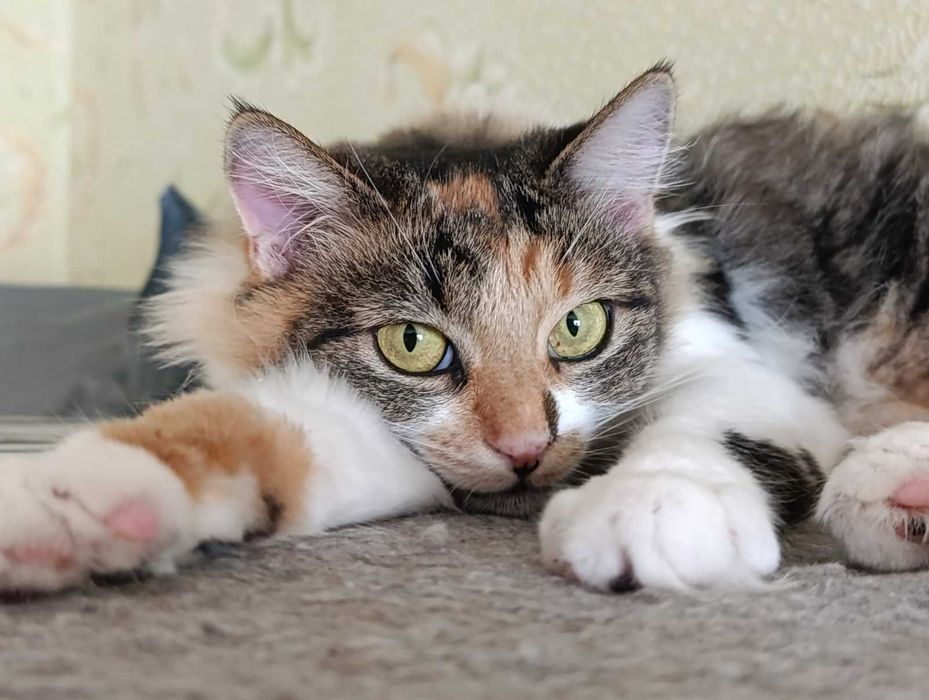 Марта 2 роки, стерилізована, вакцинована, дуже ласкава, Дарницький