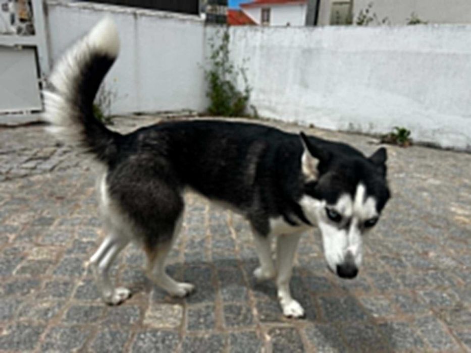 Fêmea Husky Siberiano - Luci