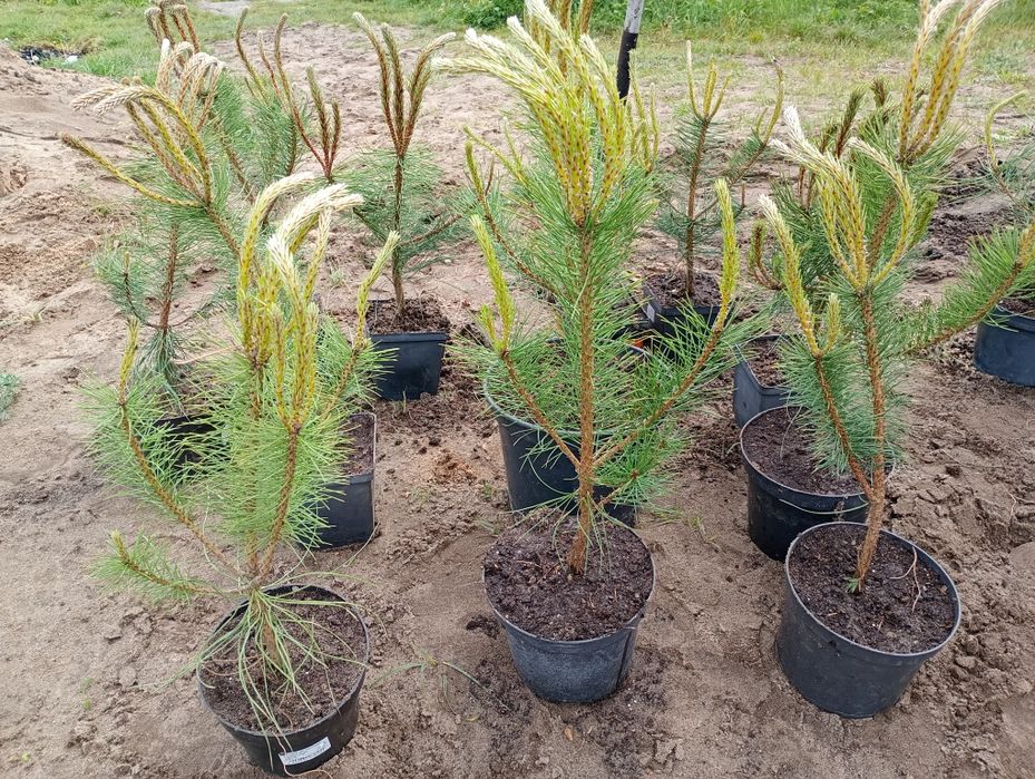 Sadzonki czarnej sosny pinus nigra 50-60cm oraz 150-200
