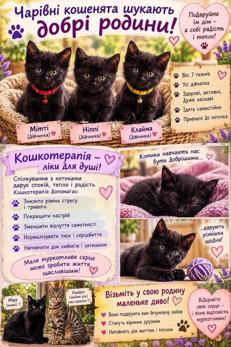 Кошеня в добрі руки