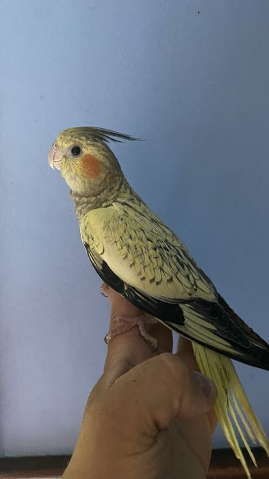 caturra domesticada excional