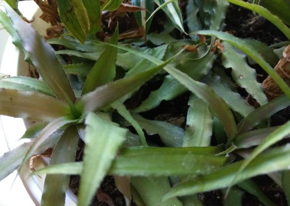 Криптантус бромелиевые