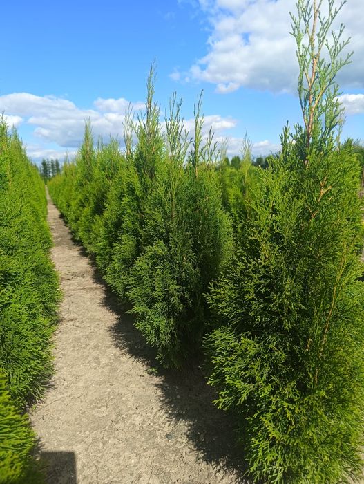 Thuja Brabant wys. 120cm od producenta!!!