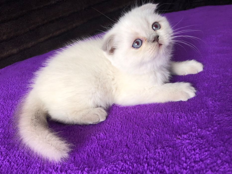 Macho Scottish Fold