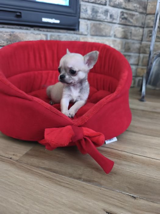 Chihuahua xxs bardzo malutki