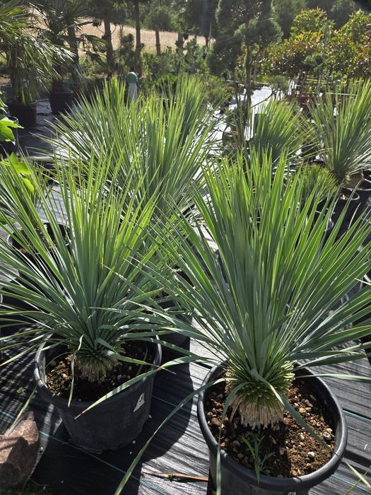 Yucca Rostrata  XL