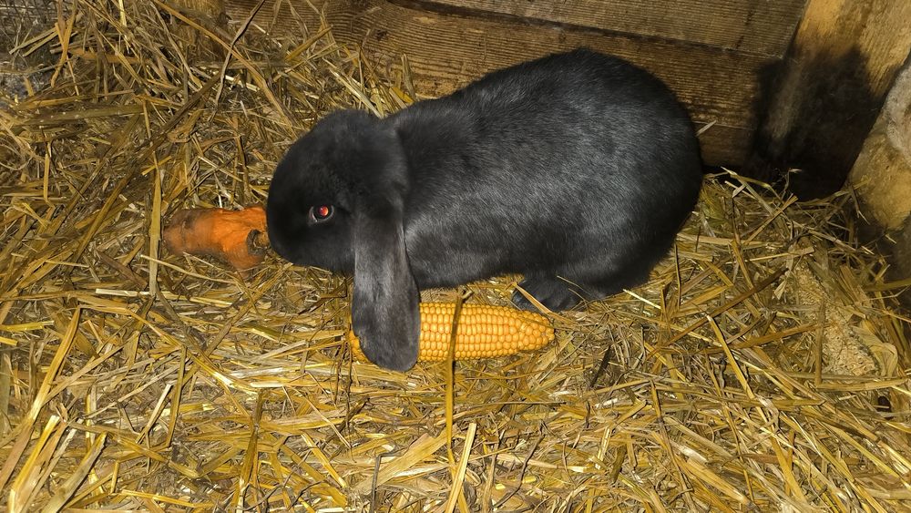 Sprzedam króliki barany francuskie niebieskie