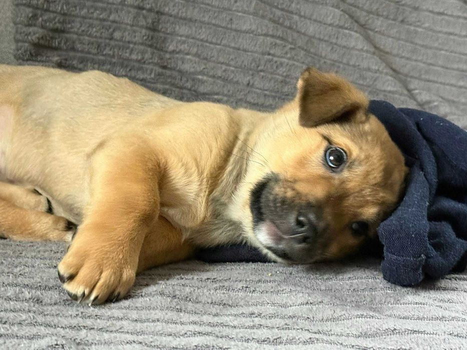 Naleśnik i Krokiet do pokochania