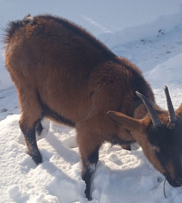 Продам козу первітку Альпійску 50% кітна майже 1,5 міс.