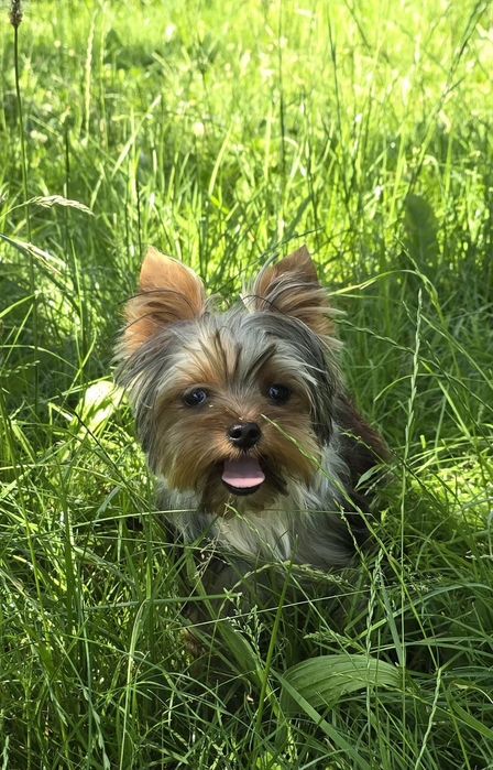 Piesek roczny Yorkshire terrier