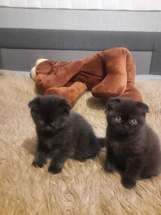 Шотландский красавец, подарит прекрасное потомство ! (Вязка.)