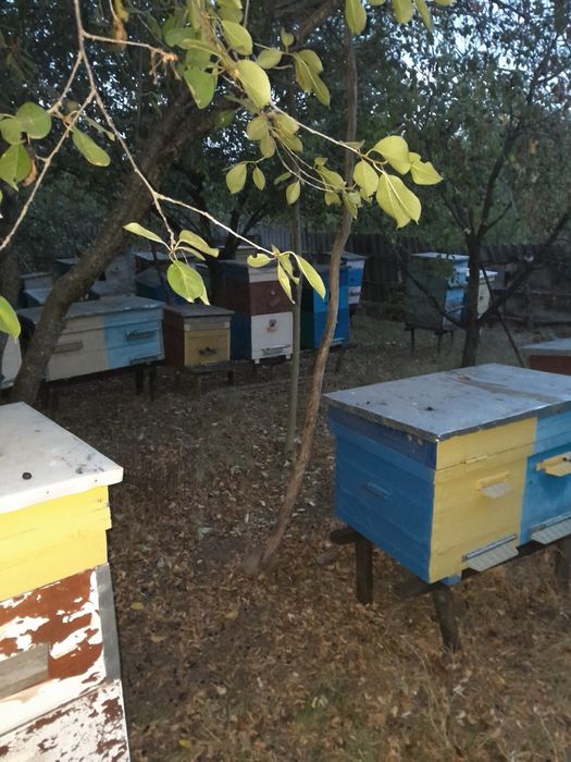 Продам вулики,лежаки та корпусні,.