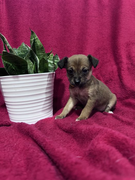 Joy - 2.5 meses, porte pequeno (5kg)