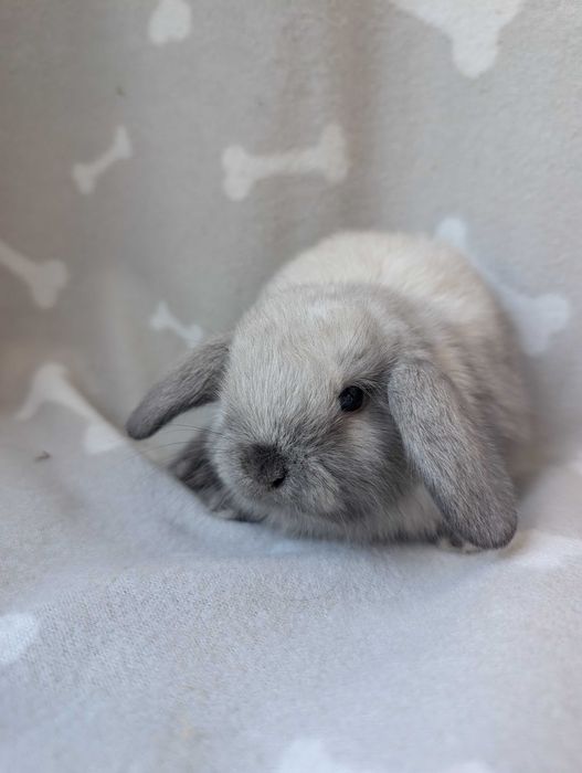 Mini lop, baranek miniaturka, metryka