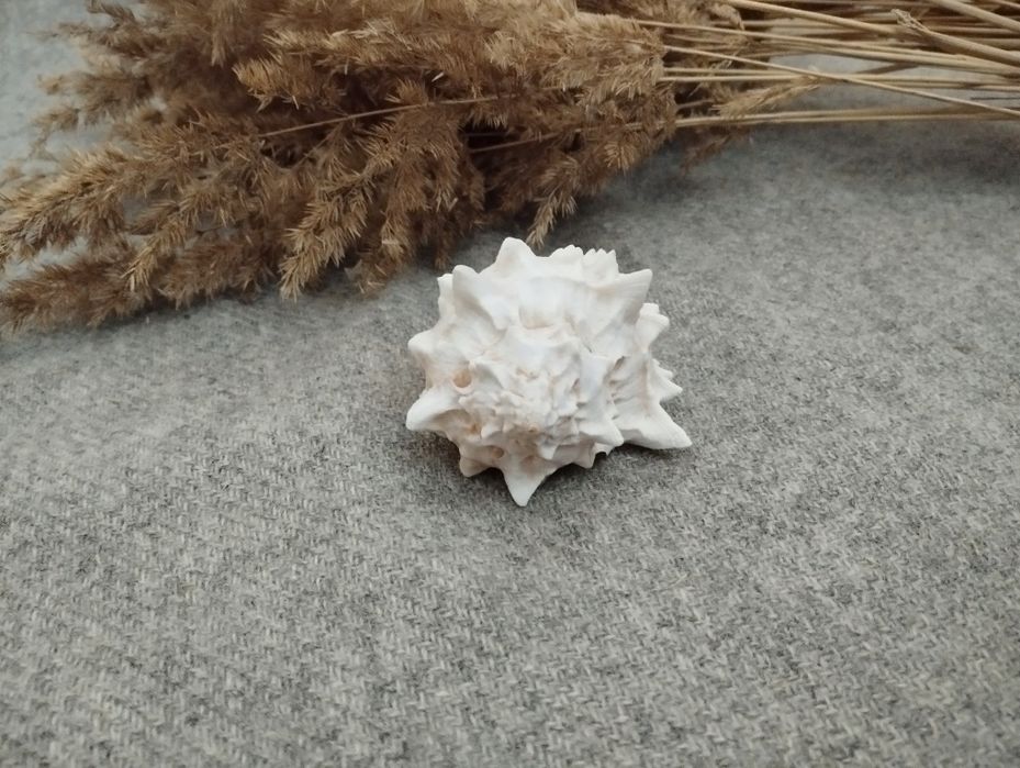 Muszelka muszla naturalna ozdobna morze pamiątki szum fal