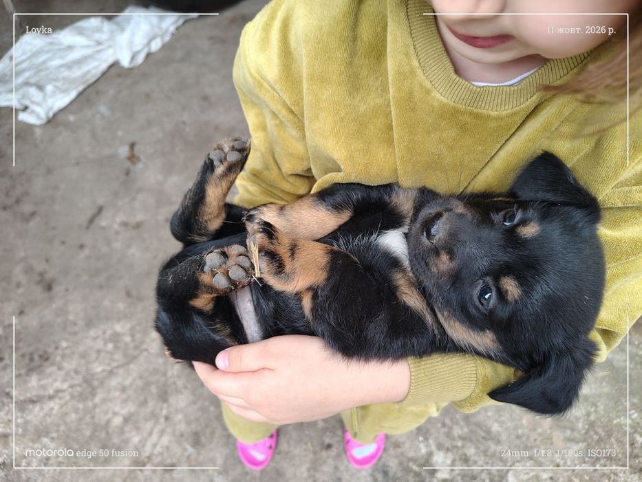 Цуцики  3 дівчинки